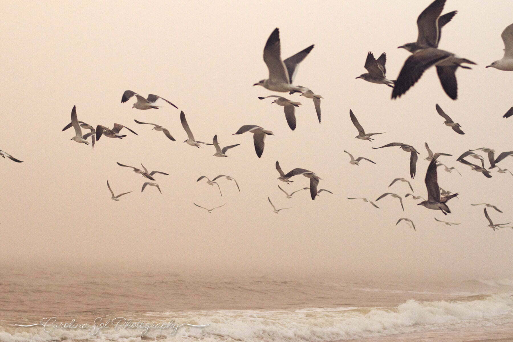 Holden Beach, NC seagulls in flight during foggy sunset landscape photography.